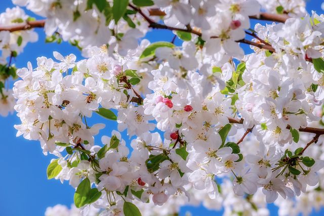 リンゴの花